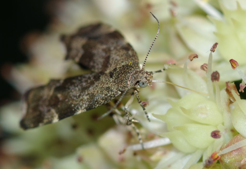 Lepidottero 1 - Anthophila fabriciana,  Choreutidae